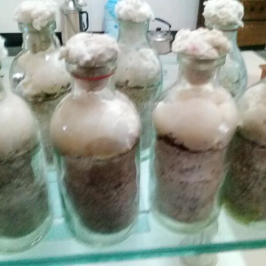 姚安县金耳 鲜银耳 片状银耳 淡黄色 