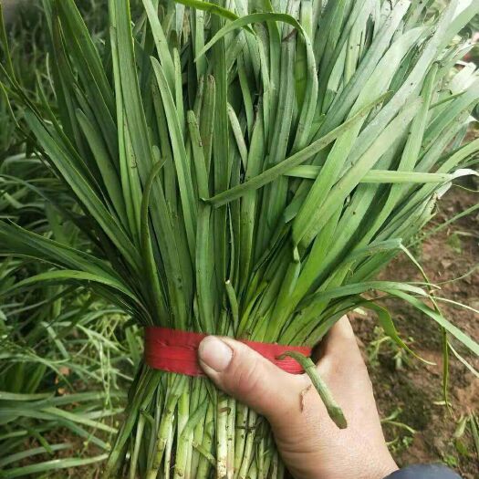 文安县紫根韭菜 二茬 30~35cm 