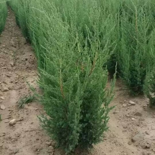 铁岭县丹东桧柏