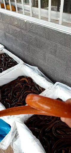 沅江市商品黄鳝 人工养殖 
