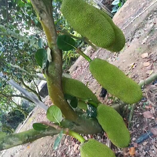 灵山县四季菠萝蜜苗