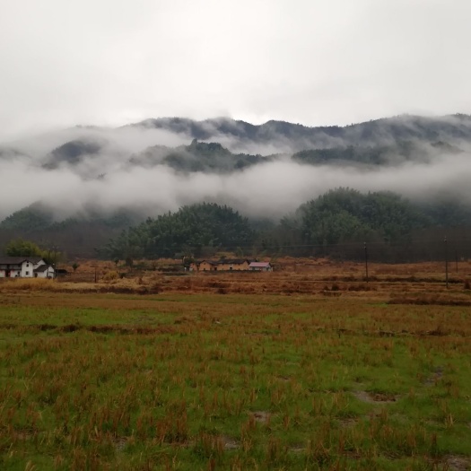 靖安县荒地 