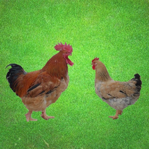 南宁K9鸡苗 快大肉鸡苗 快大鸡苗