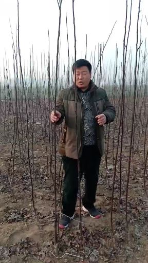  大量出售全红梨树苗，现在正是栽种的时期，