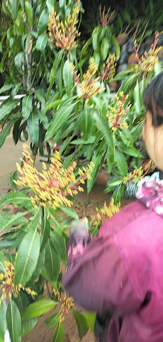 凯特芒果苗 