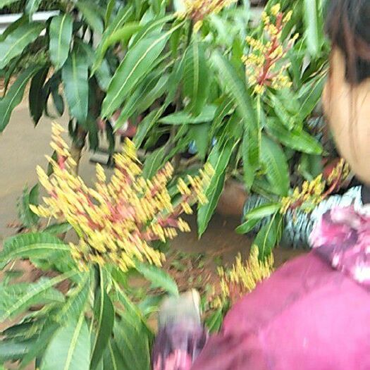 灵山县凯特芒果苗 