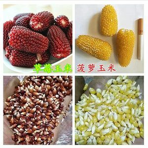 郯城县水果玉米种子 常规种 ≥95%