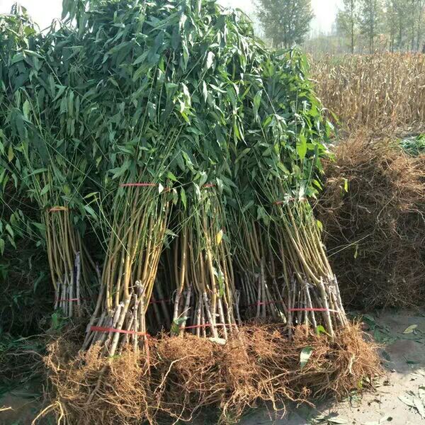  桃树苗血桃黑桃黄桃早熟晚熟嫁接桃苗南方北方种植果树苗