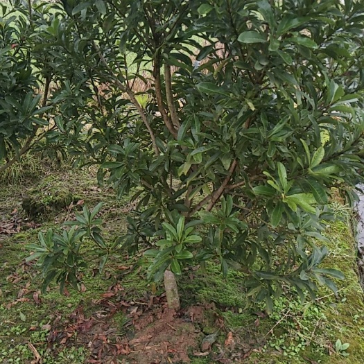慈利县荸荠杨梅种苗 