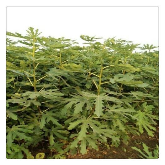 泰安玛斯义陶芬苗 