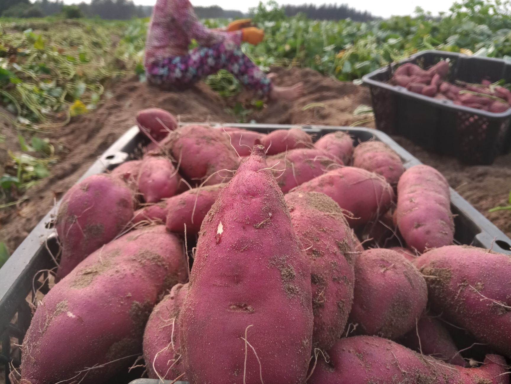 红薯  批发/海南澄迈桥头地瓜丨富硒板栗薯 合作社直供混装