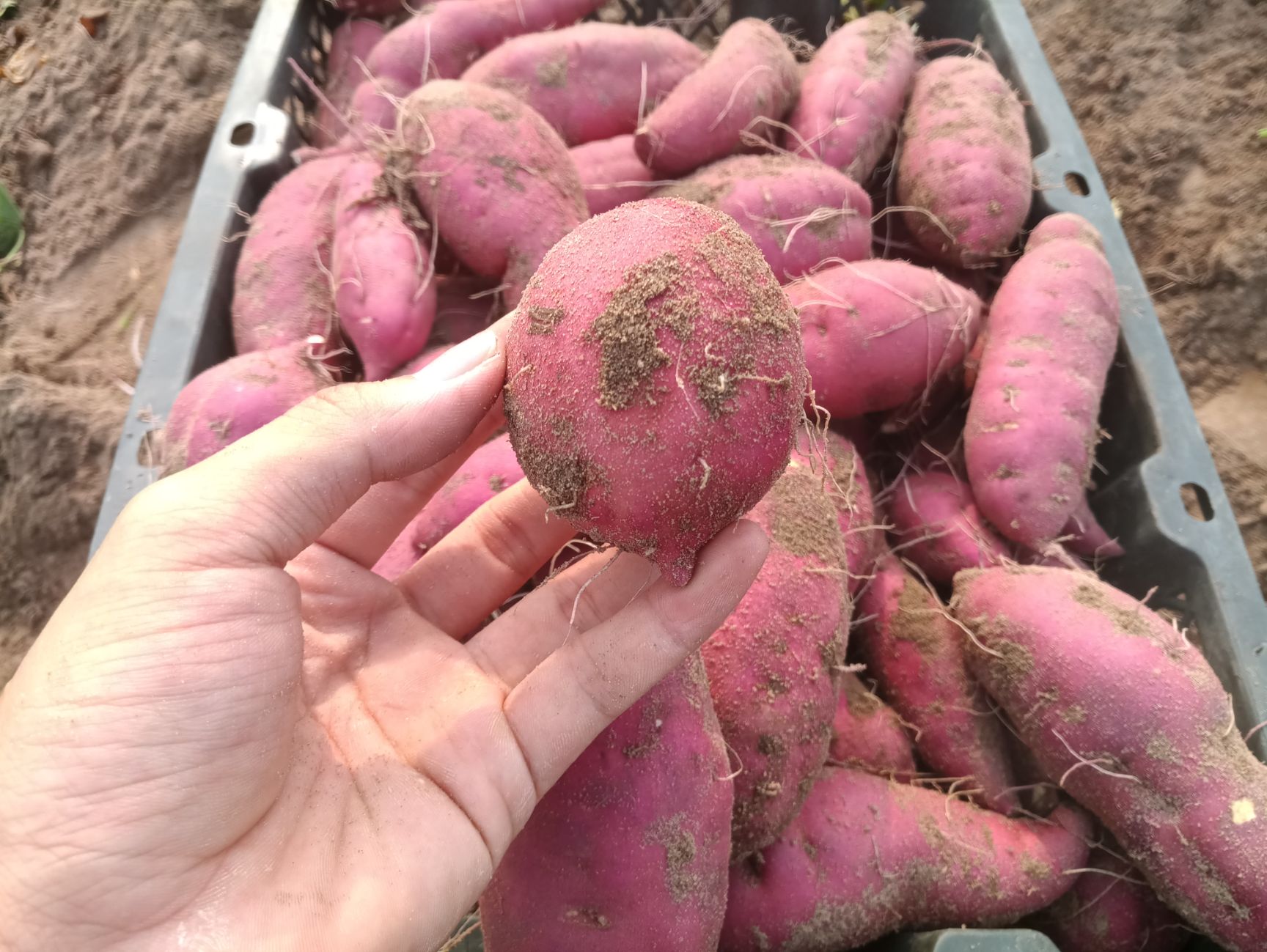 红薯  批发/海南澄迈桥头地瓜丨富硒板栗薯 合作社直供混装