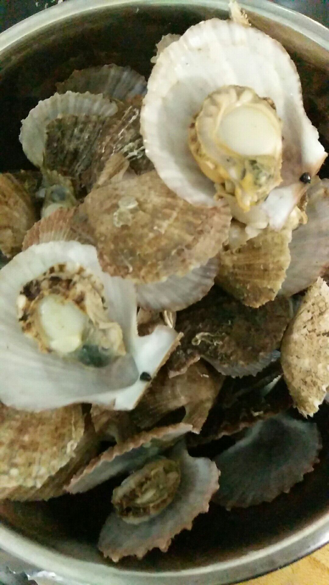 海湾扇贝 人工养殖 10-20只/公斤 