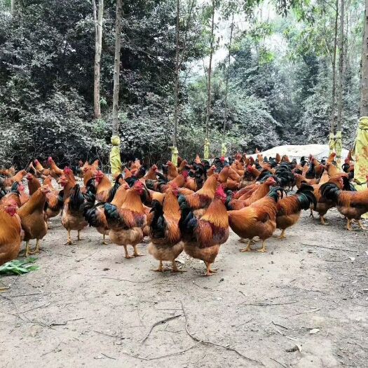 南宁土鸡 5-6斤 公 