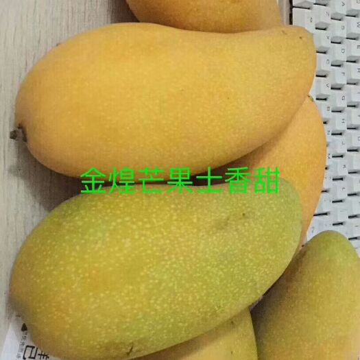 东方金煌芒 7两以上 