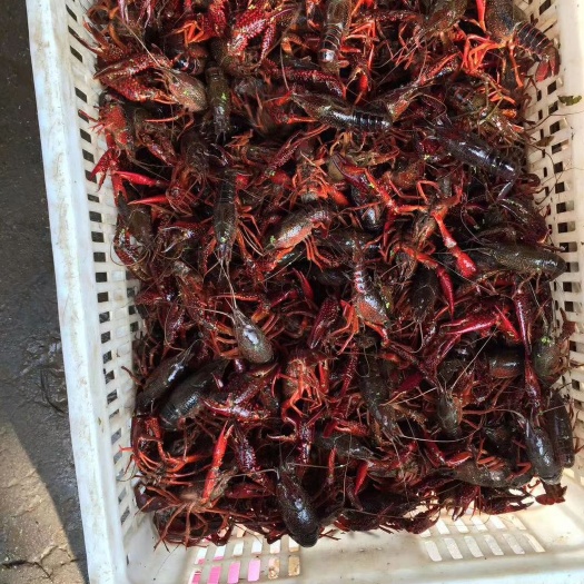 沅江市沅江小龙虾 7-9钱 稻田虾 
