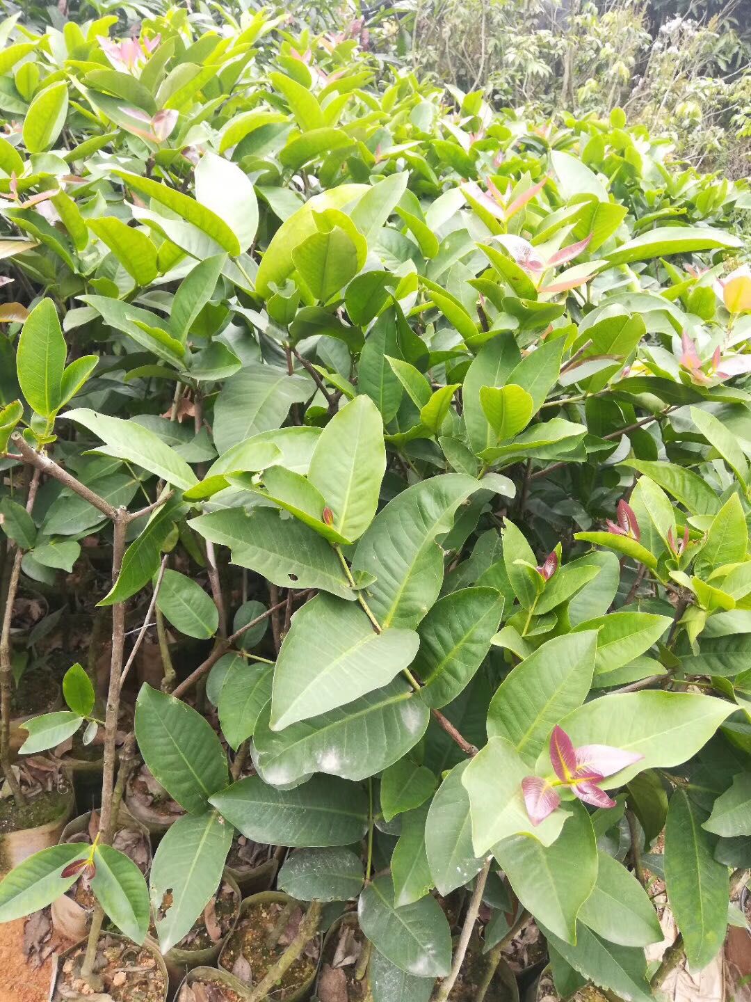 大叶红莲雾苗