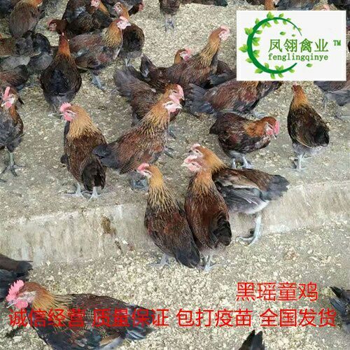 东兴市黑瑶鸡苗 