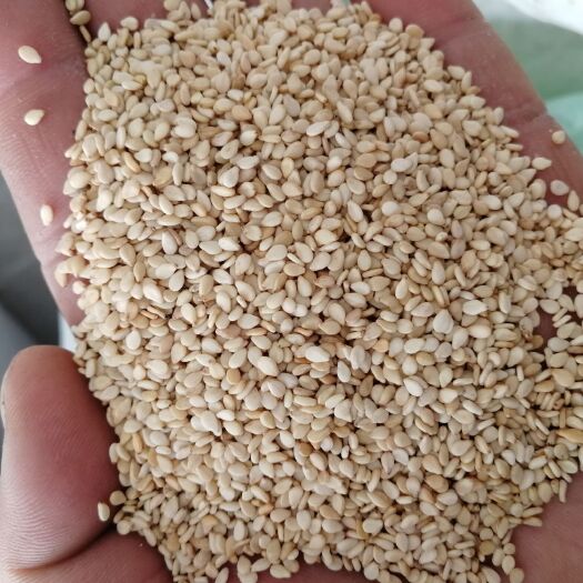 中牟县白芝麻 精选白芝麻 一级白芝麻 榨油芝麻 干净无沙 颗粒饱满