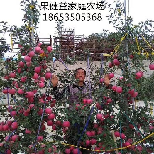 栖霞市矮化红富士苹果苗 1~1.5米 