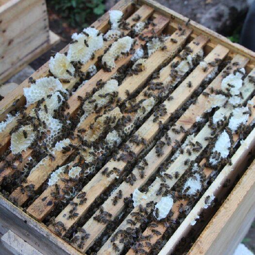 宽甸县百花蜜 塑料瓶装 2年以上 95%以上 