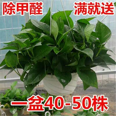 沭阳县绿萝 