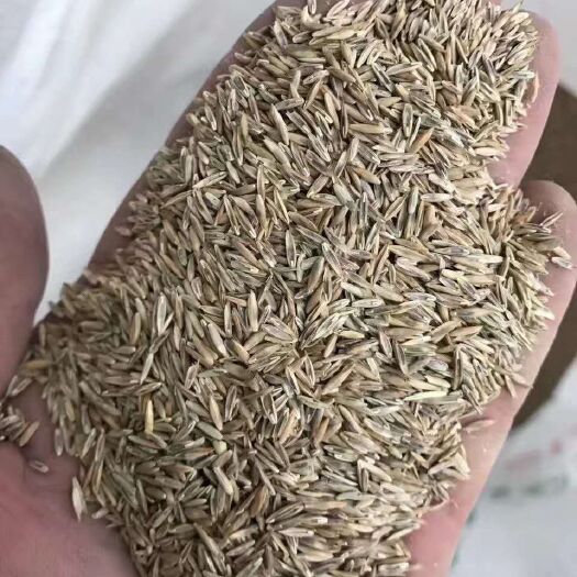 郓城县黑麦草种子 多糖黑麦草，惠农网推荐！