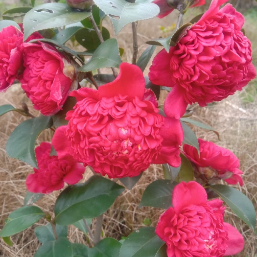 遂川县茶花树 产地直发