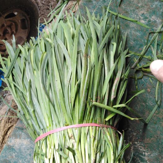 柘城县大叶韭菜 头茬 35~40cm 