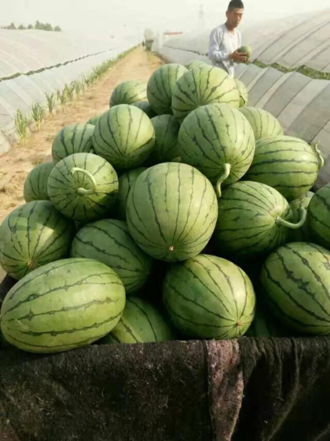 精品小西瓜，价格便宜，皮薄肉厚，下地看货打价