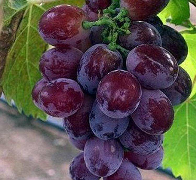 玫瑰香葡萄苗 品种纯正 基地直供 死苗包赔 教种植管理技术