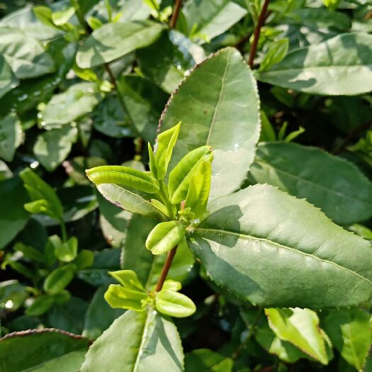 烏牛早茶苗 獨本苗 0.5米以下