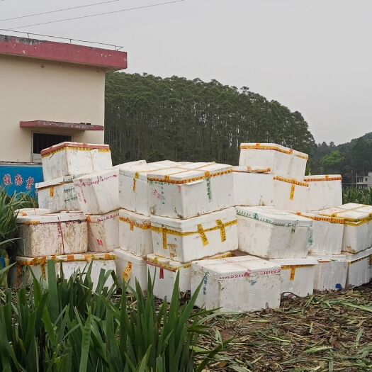 梧州荷花
