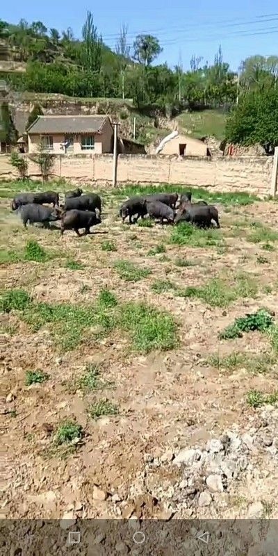 生态土黑毛猪 160-200斤
