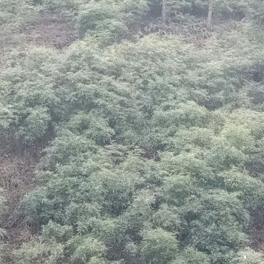 沐川縣水竹筍  鮮筍 三月筍竹苗！