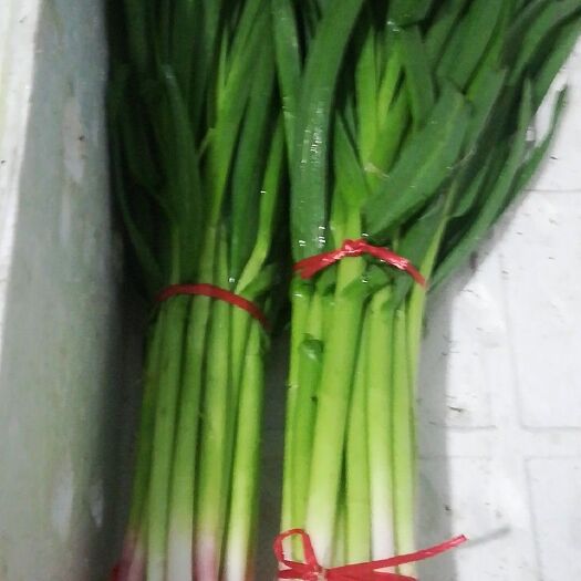 玉田县青蒜蒜苗 40 - 45cm 