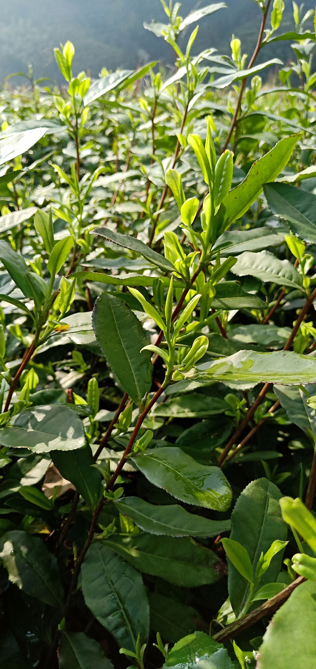 烏牛早茶苗 獨(dú)本苗 0.5米以下