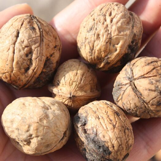 平山县薄皮核桃 