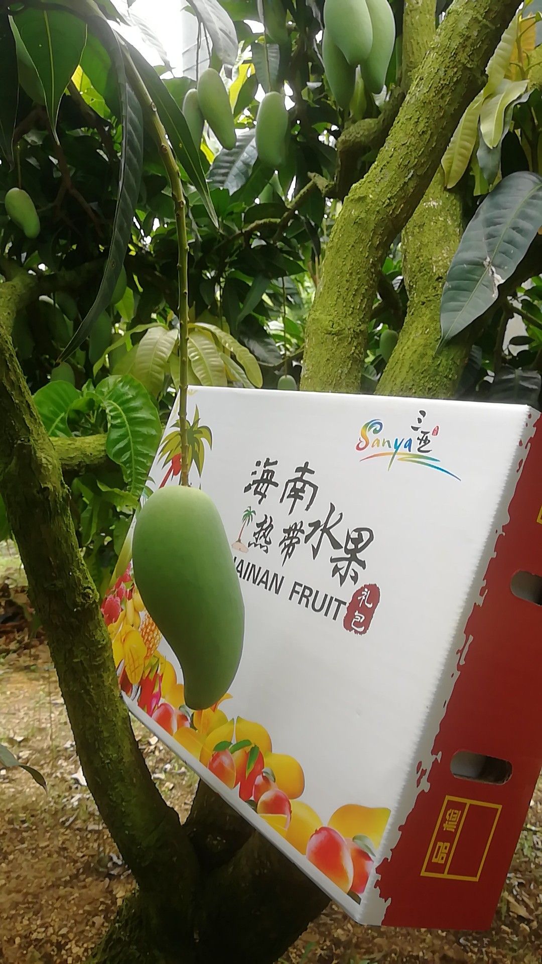 台农芒  小台农  三亚市小台