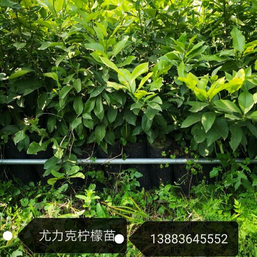 重庆市尤力克苗