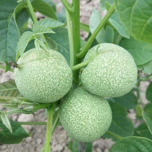 绛县薄皮核桃苗核桃树苗绿化占地苗盆地栽庭院南北方种植好管理易结果