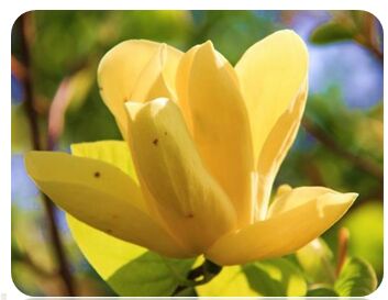 黄玉兰 金色礼物（种苗）