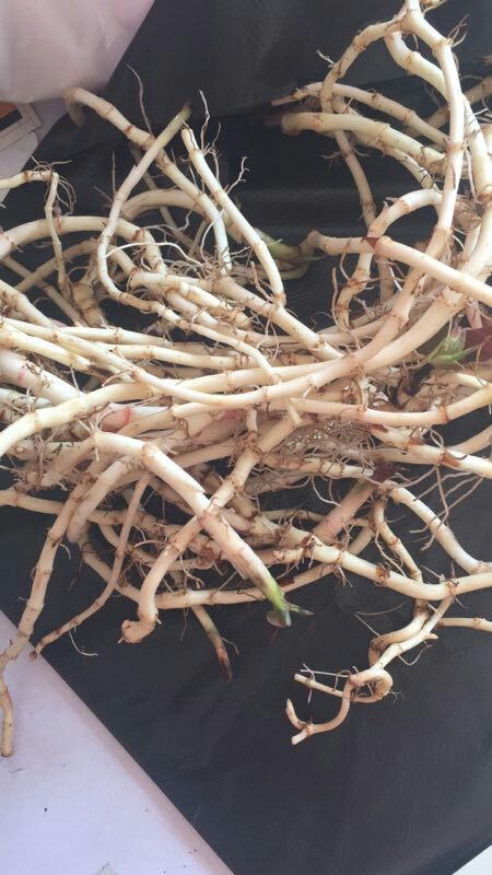 肥西县鱼腥草根 