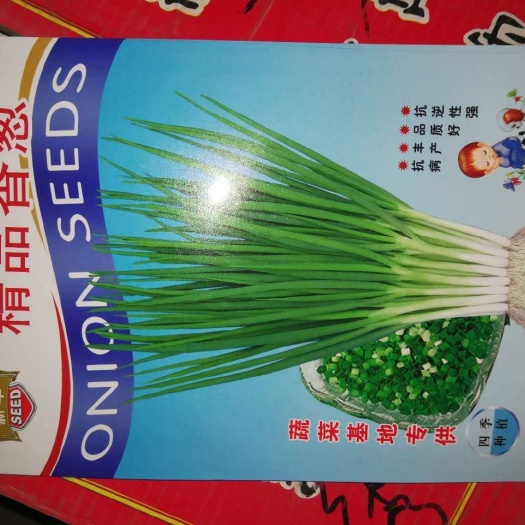 济南香葱种子 四季香葱