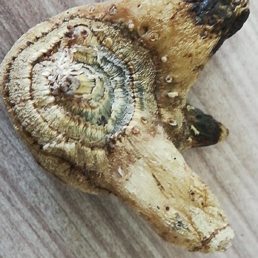 杭州白及 