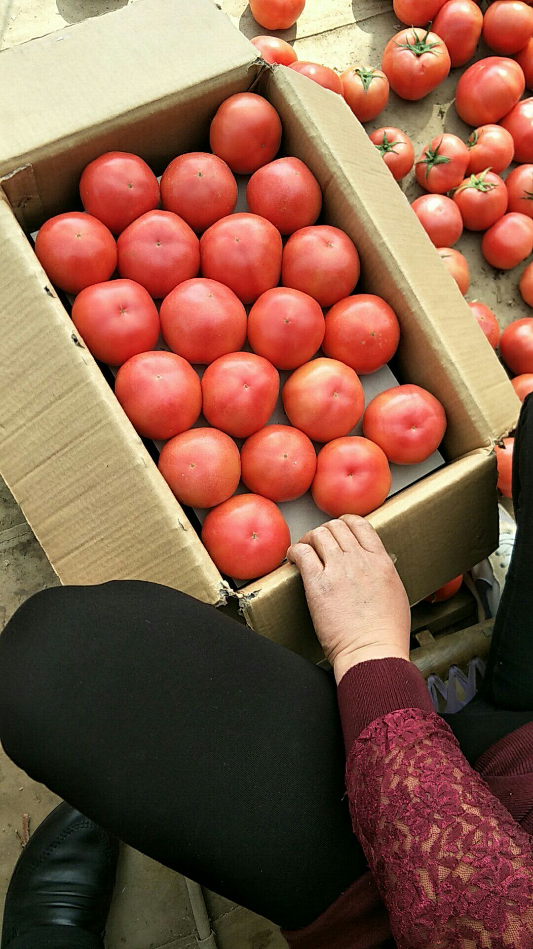 硬粉番茄 精品 弧三以上 硬粉