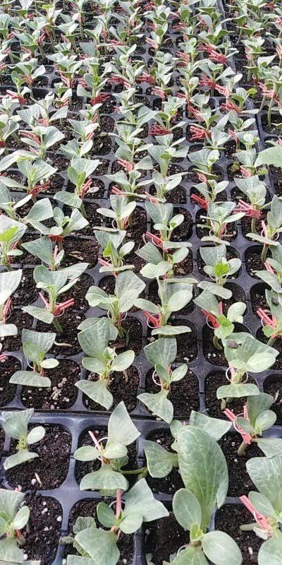 早佳8424西瓜苗  丰乐五号