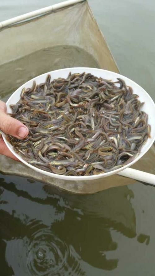 广州泥鳅苗 