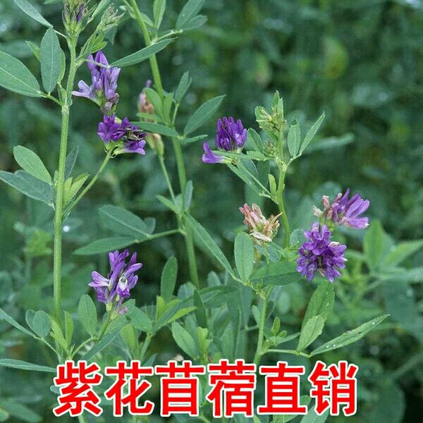 紫花苜蓿种子猪牛羊兔鸡鸭鹅多年生四季养殖牧草苜蓿草籽鱼草种