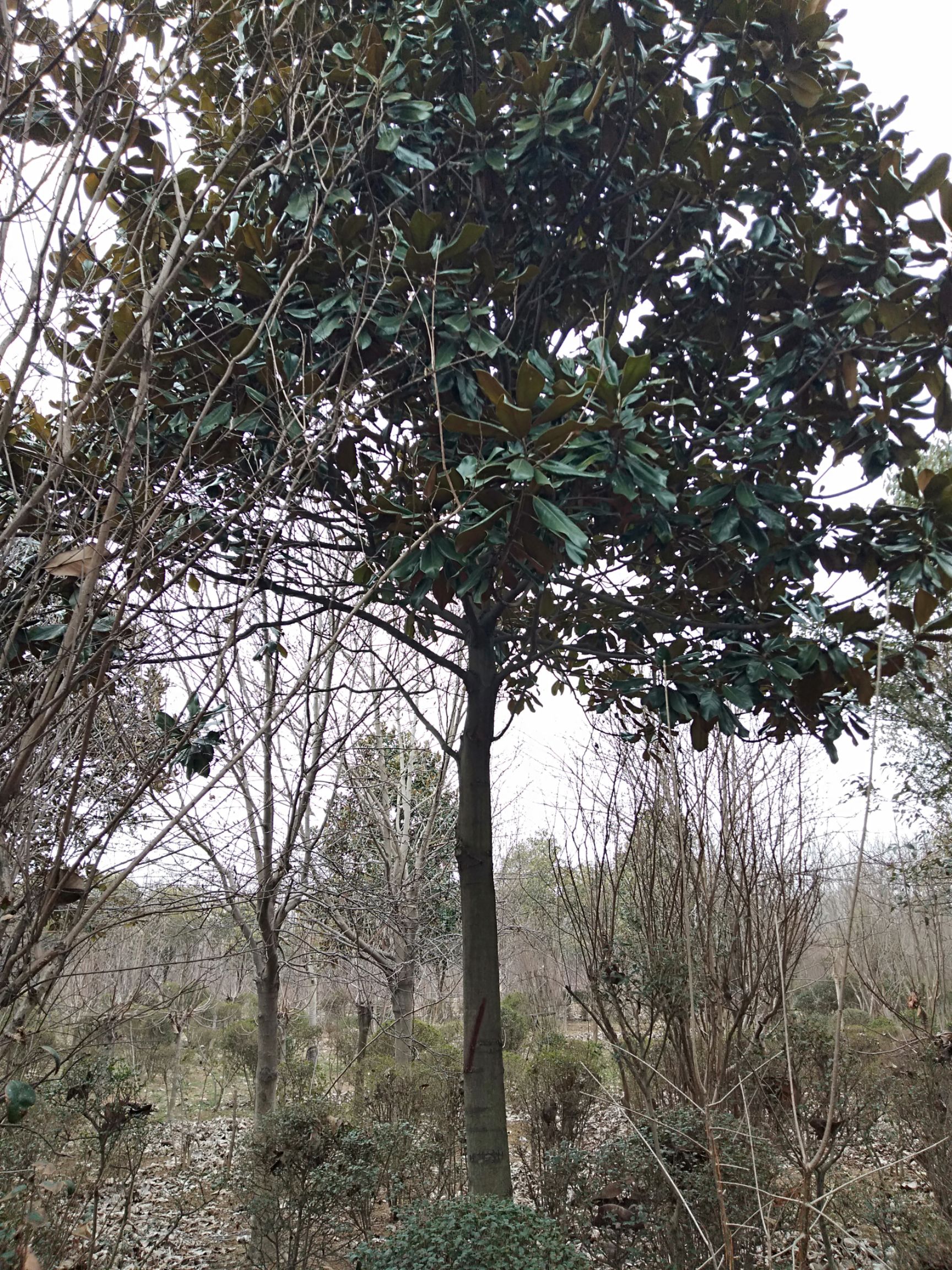 15公分一级广玉兰